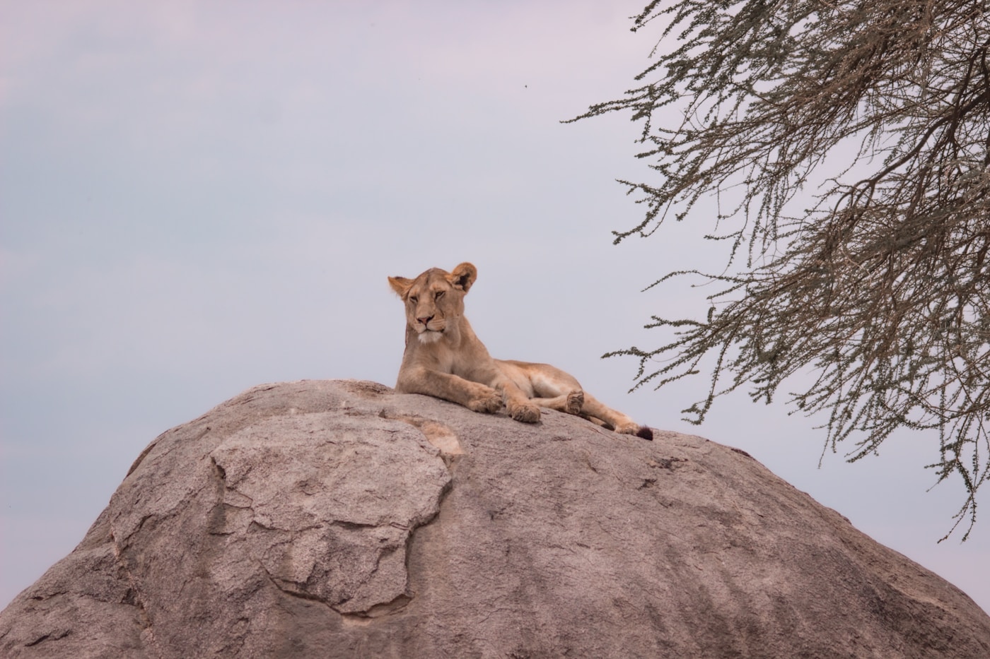 Great migration safari