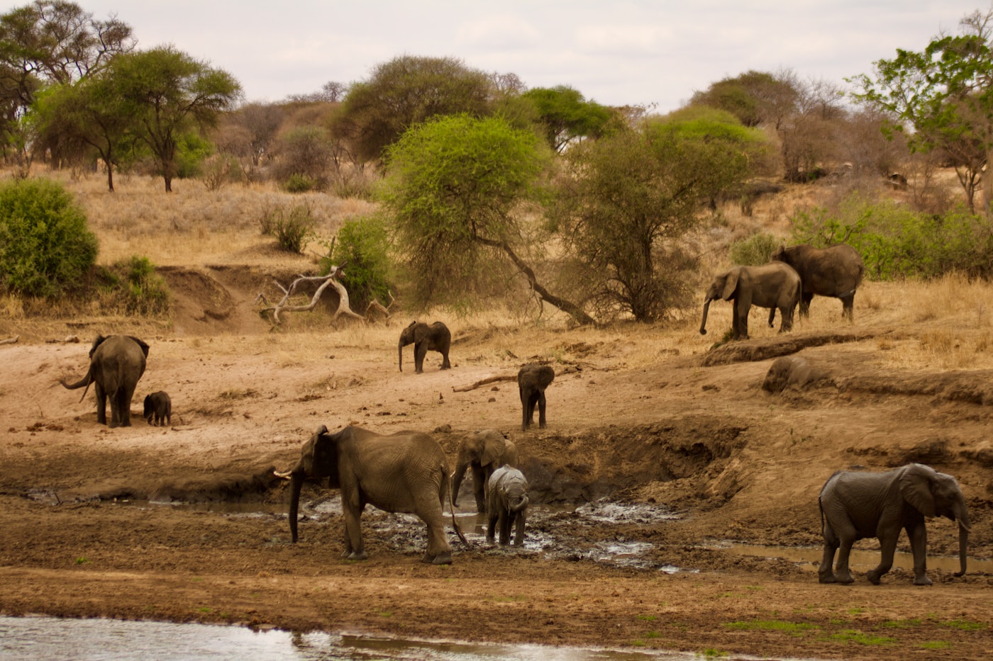 Family safari